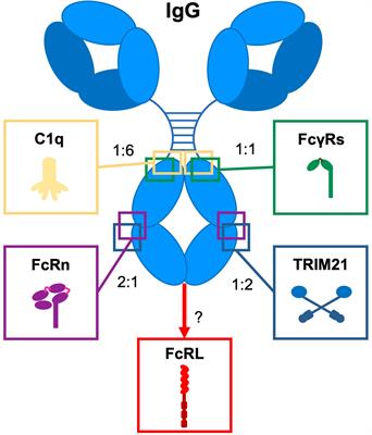 Impact of structural modifications of IgG antibodies on effector functions